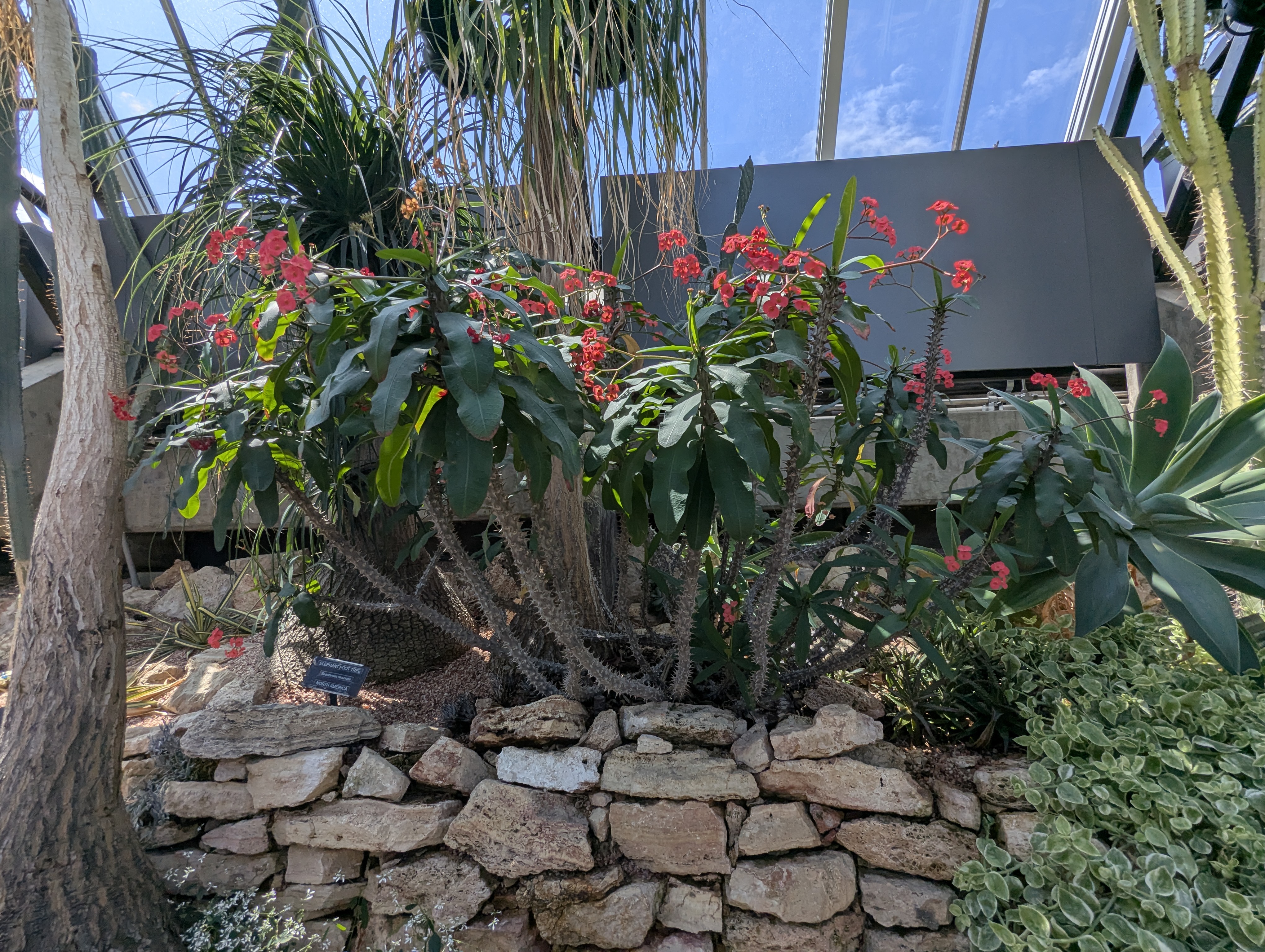 Birthday Trip to Canada, Edmonton, Pyramids, Muttart Observatory